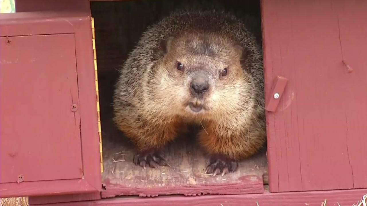 Groundhog makes big Super Bowl 50 prediction | abc13.com