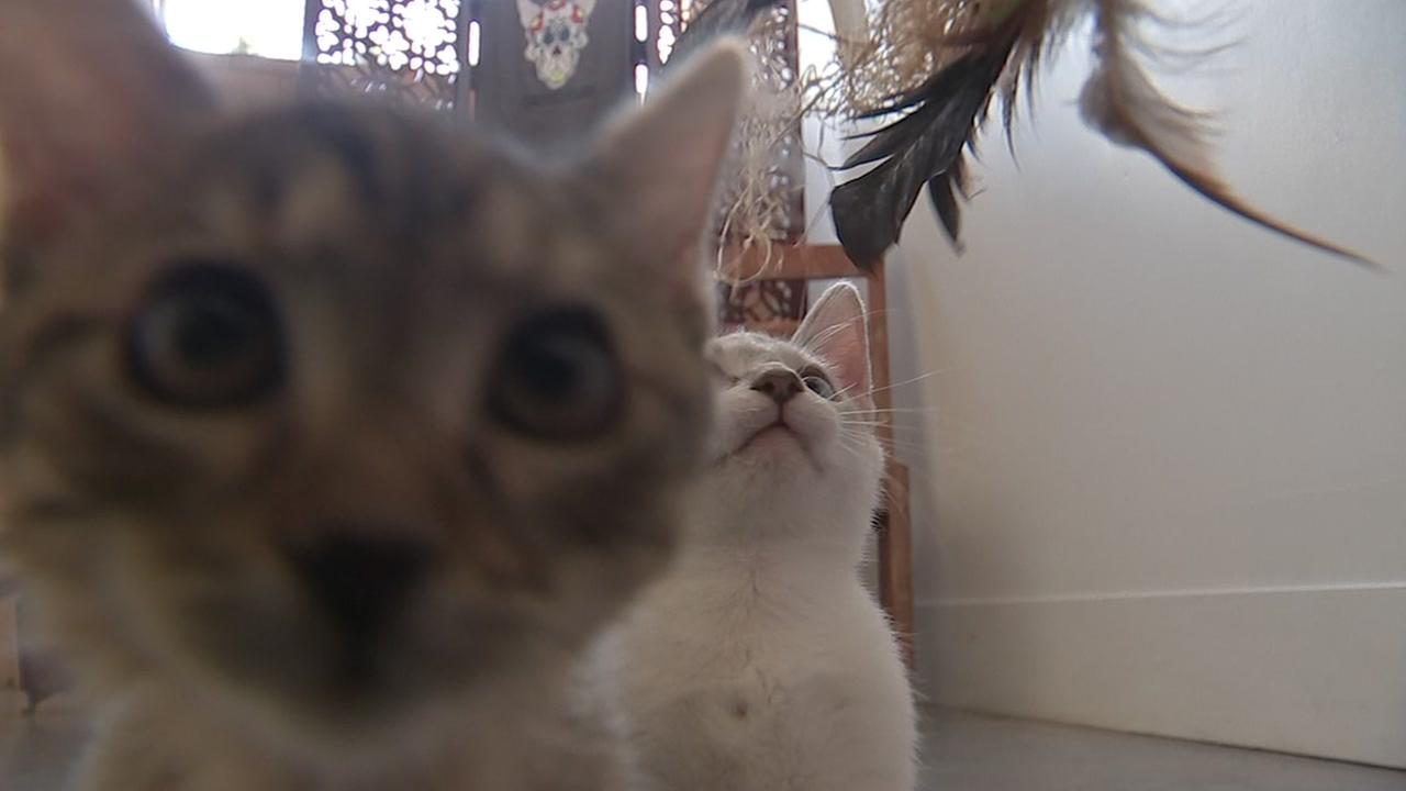 Celebrate the opening of Houston's first cat cafe at El Gato