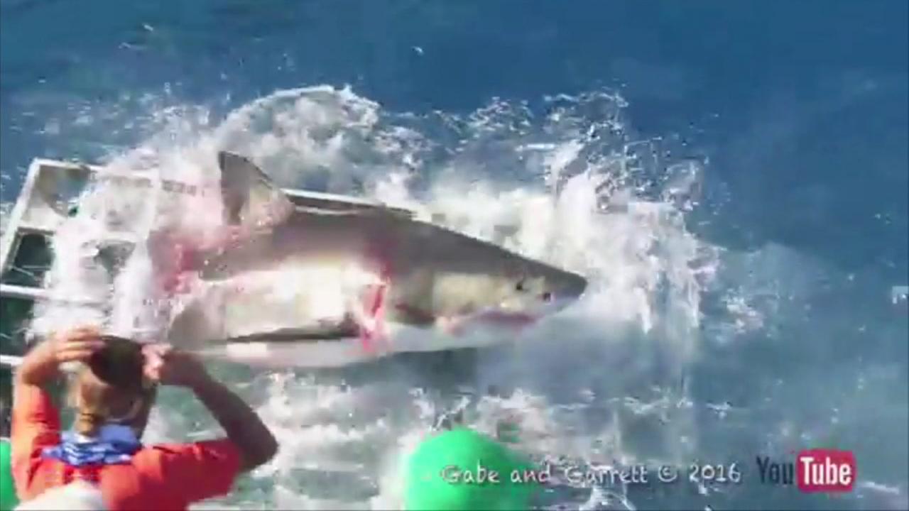 Boy, 13, bitten on foot by shark at Galveston beach