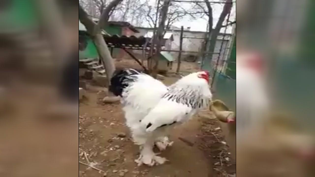 Viral big chicken is very real