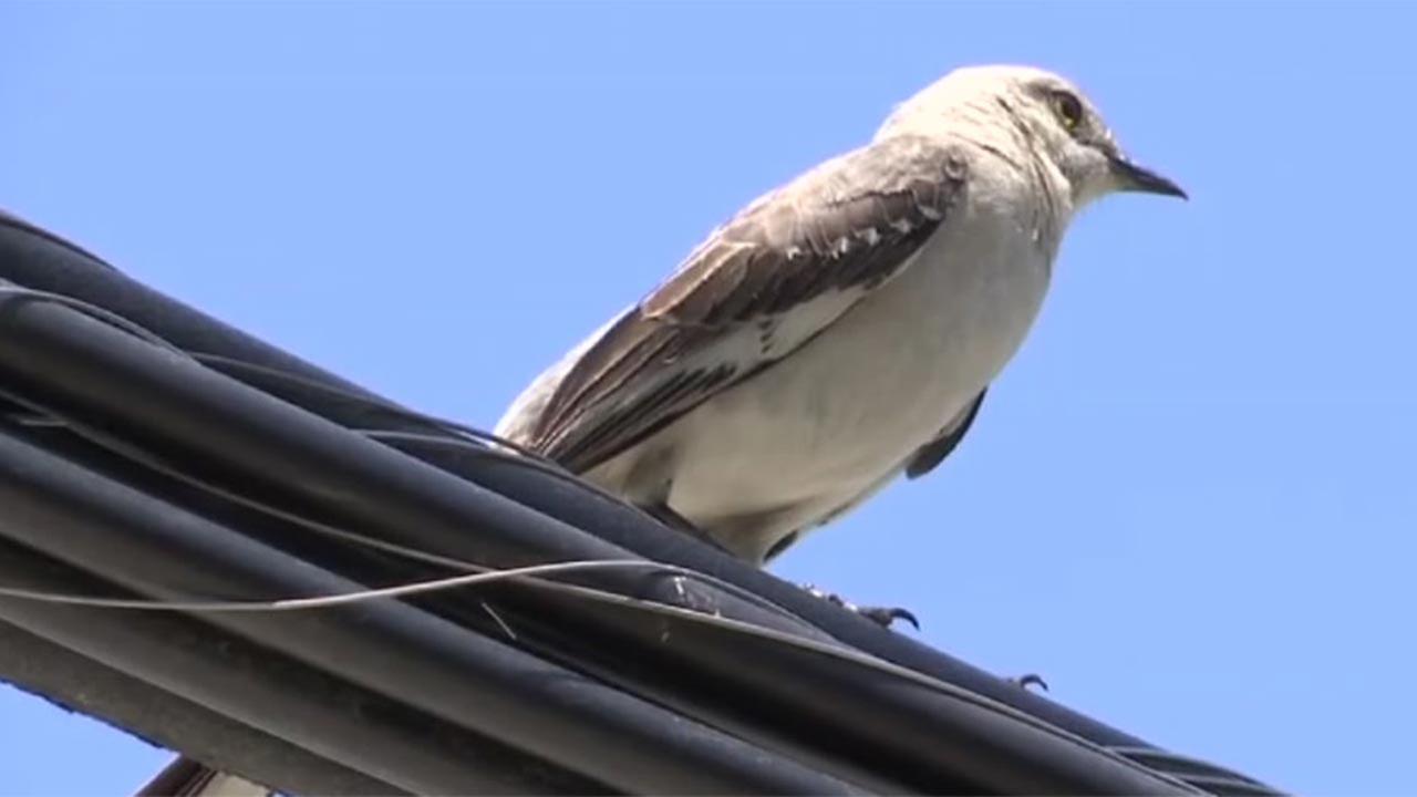 Bird attacks reported by visitors in Houston's Museum District