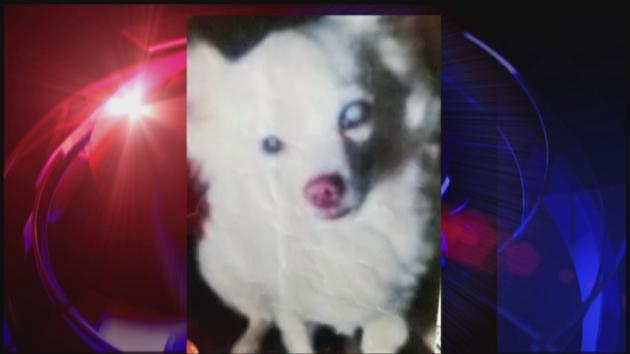 Family: Traffic stop ended with family pet dead