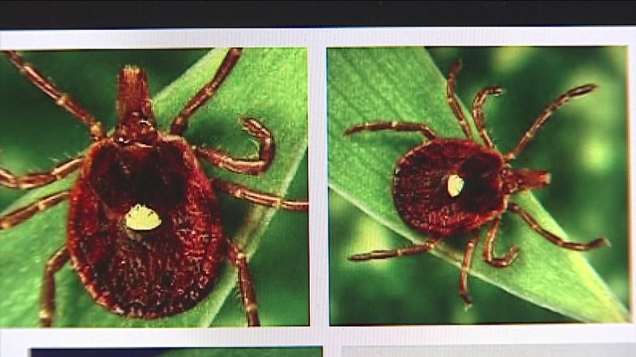 Can a tick bite make you allergic to red meat?