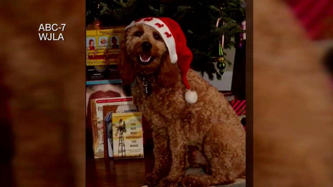 Family distraught when stranger lets dog out of their yard