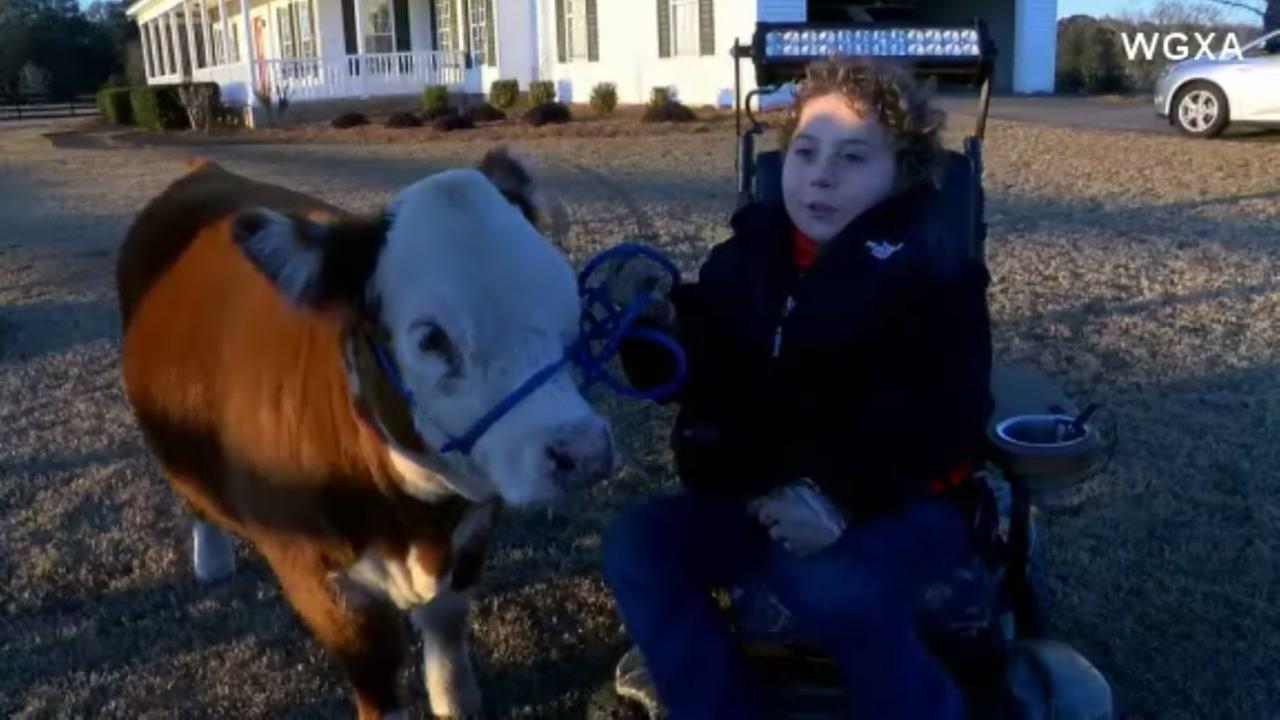 Mini cow