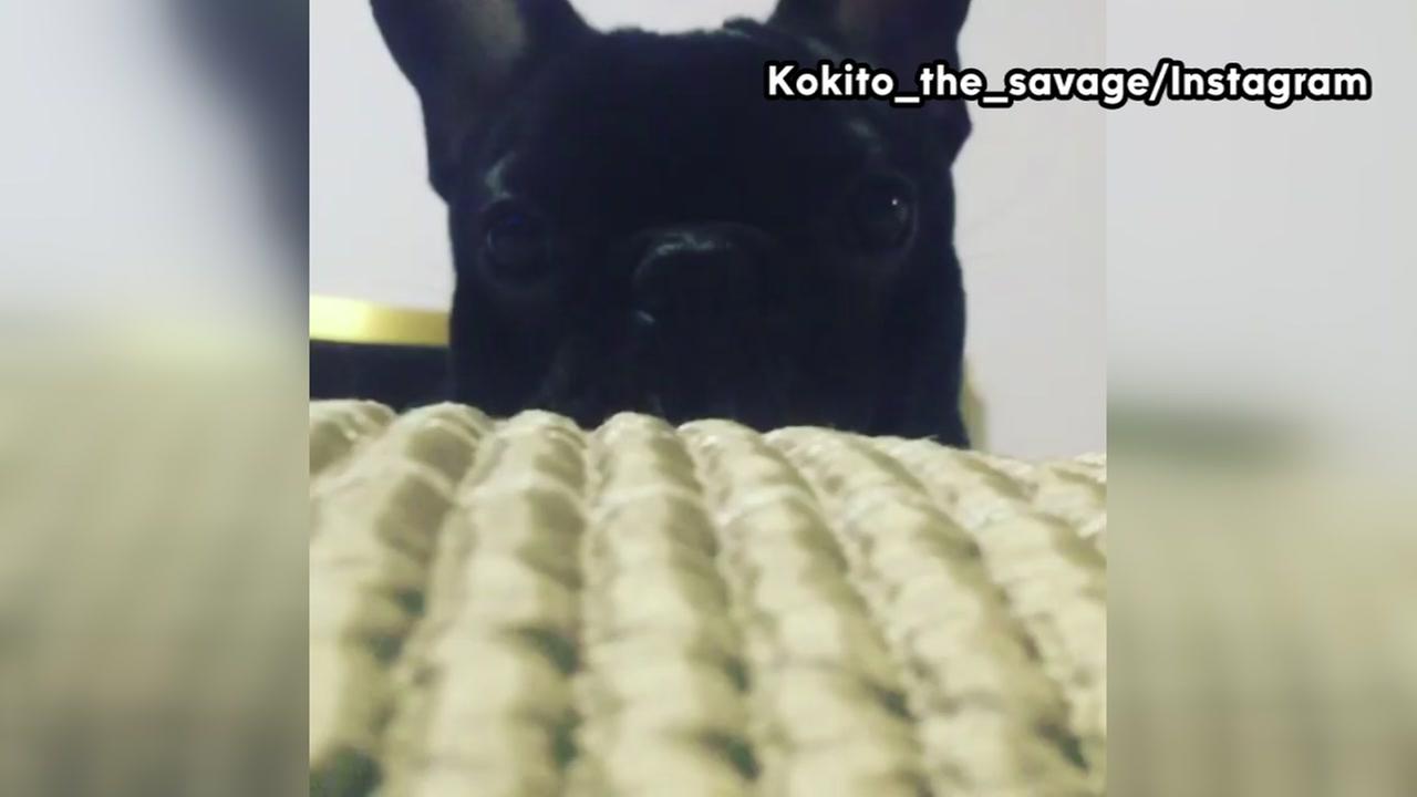 Dog dies on United flight after being put in overhead bin TN