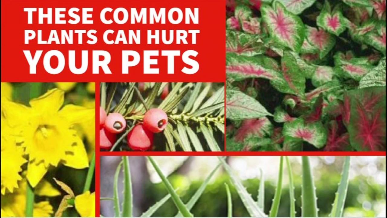 13 poisonous plants that can hurt your pets | abc13.com