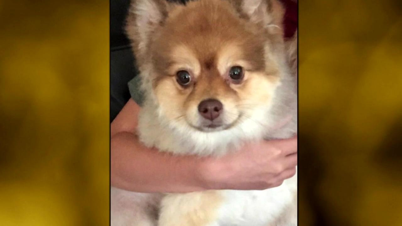 Family demands answer after dog dies on Delta flight