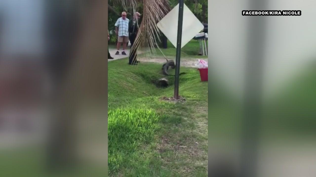 Close encounter with gators on Lake Livingston stuns boaters