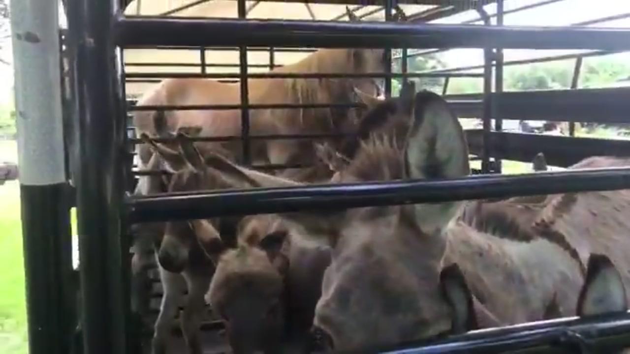 More than 70 animals seized from location in Cypress area