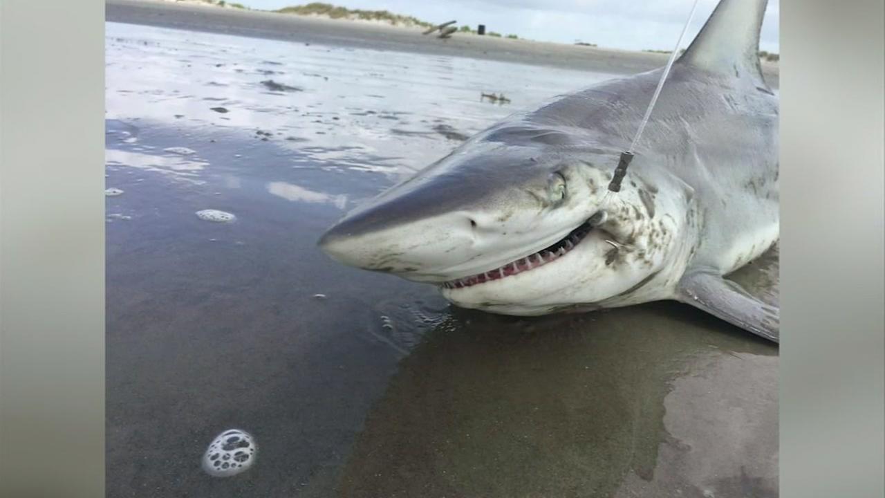 Fisherman runs down Galveston beach to haul in 6footlong shark