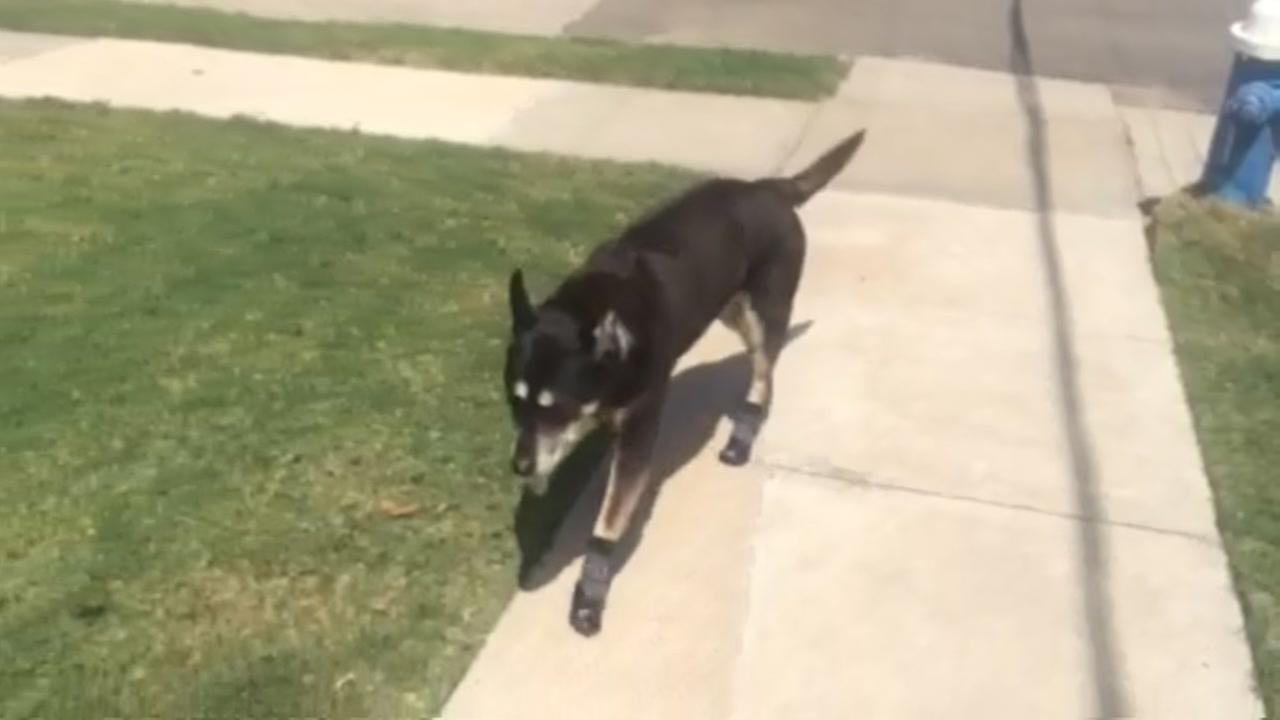 Hot pavement is dangerous to your pets