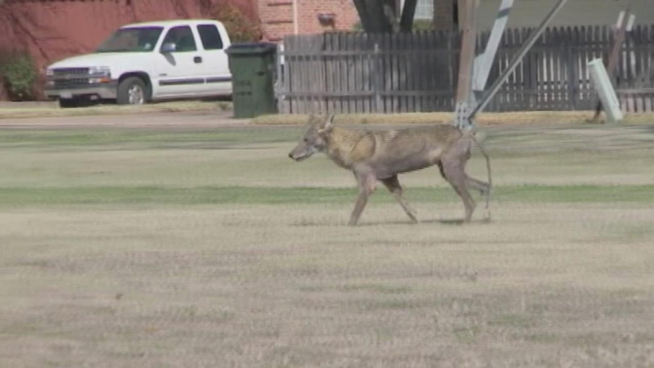 Coyotes chase after north Texas man, escapes by making loud noises