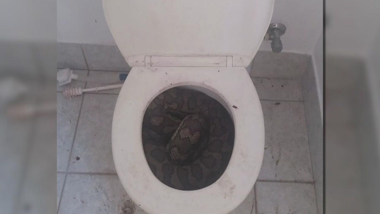 Snakes showing up in Australian toilets in search for water