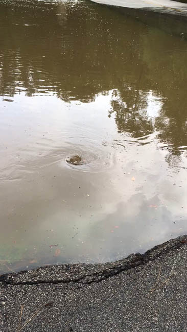<div class='meta'><div class='origin-logo' data-origin='none'></div><span class='caption-text' data-credit=''>Photos from Monday's flooding across southeast Texax</span></div>