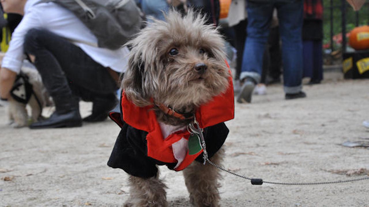 photos dogs flaunt cuteness and creativity in tompkins square halloween dog parade - Halloween Parade East Village photos dogs flaunt cuteness and creativity in tompkins square halloween dog parade - Halloween Parade East Village