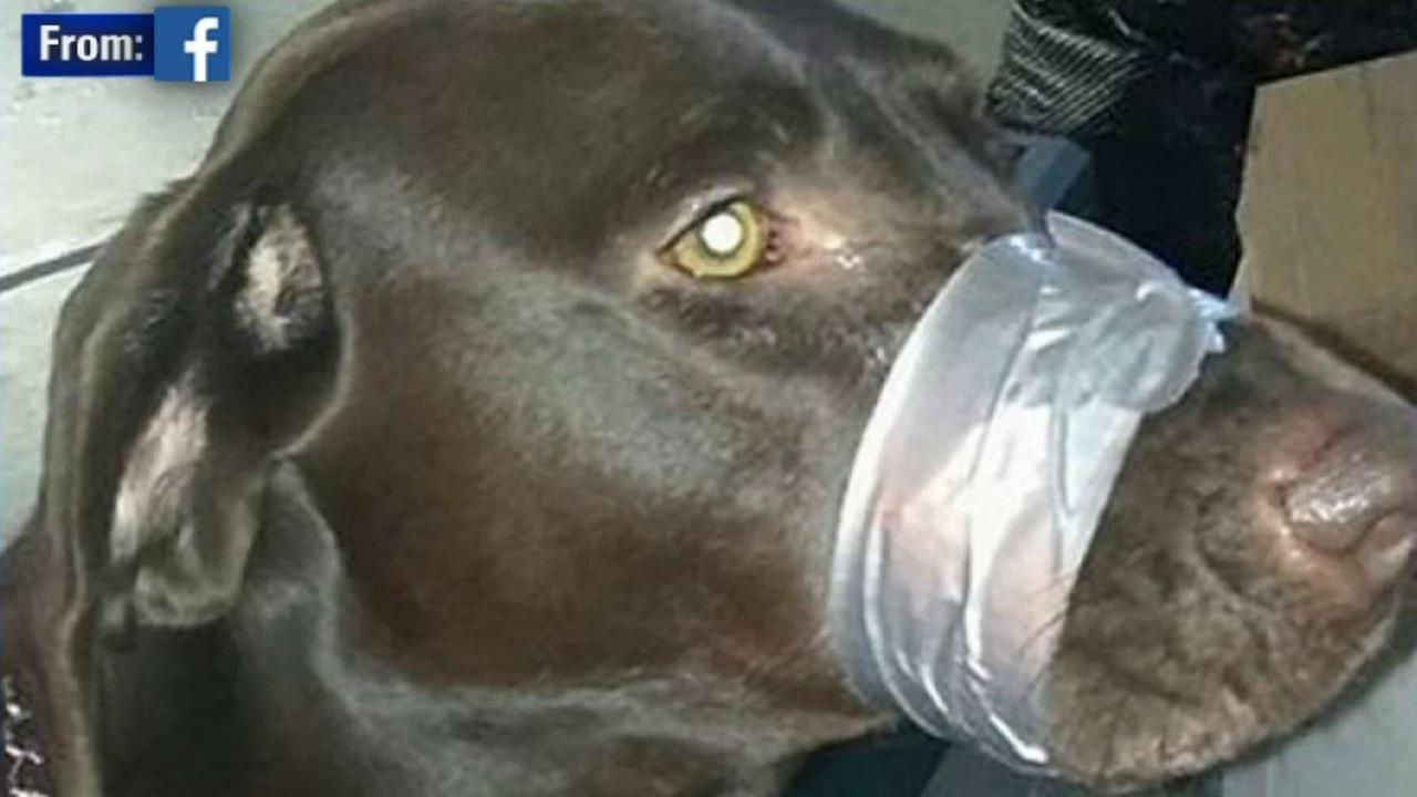 Police in Connecticut investigate photo of dog with duct tape muzzle
