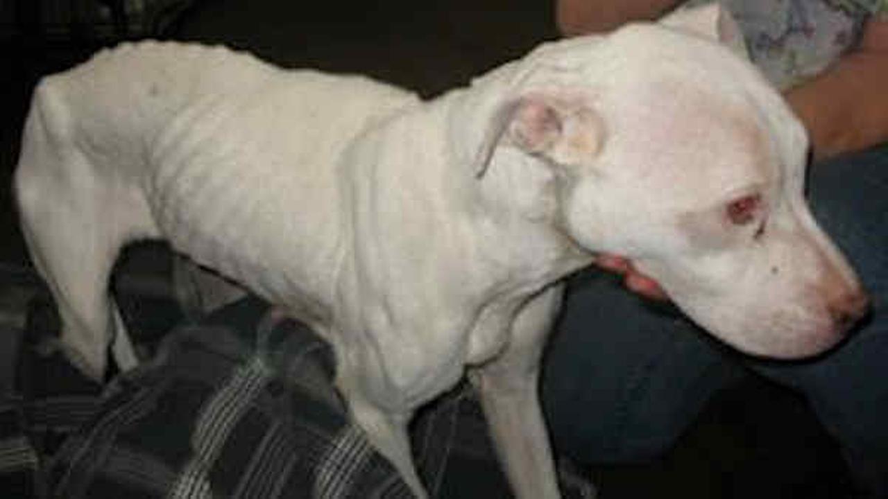 Woman who dropped abused dog at Deerpark shelter arrested; Story a lie