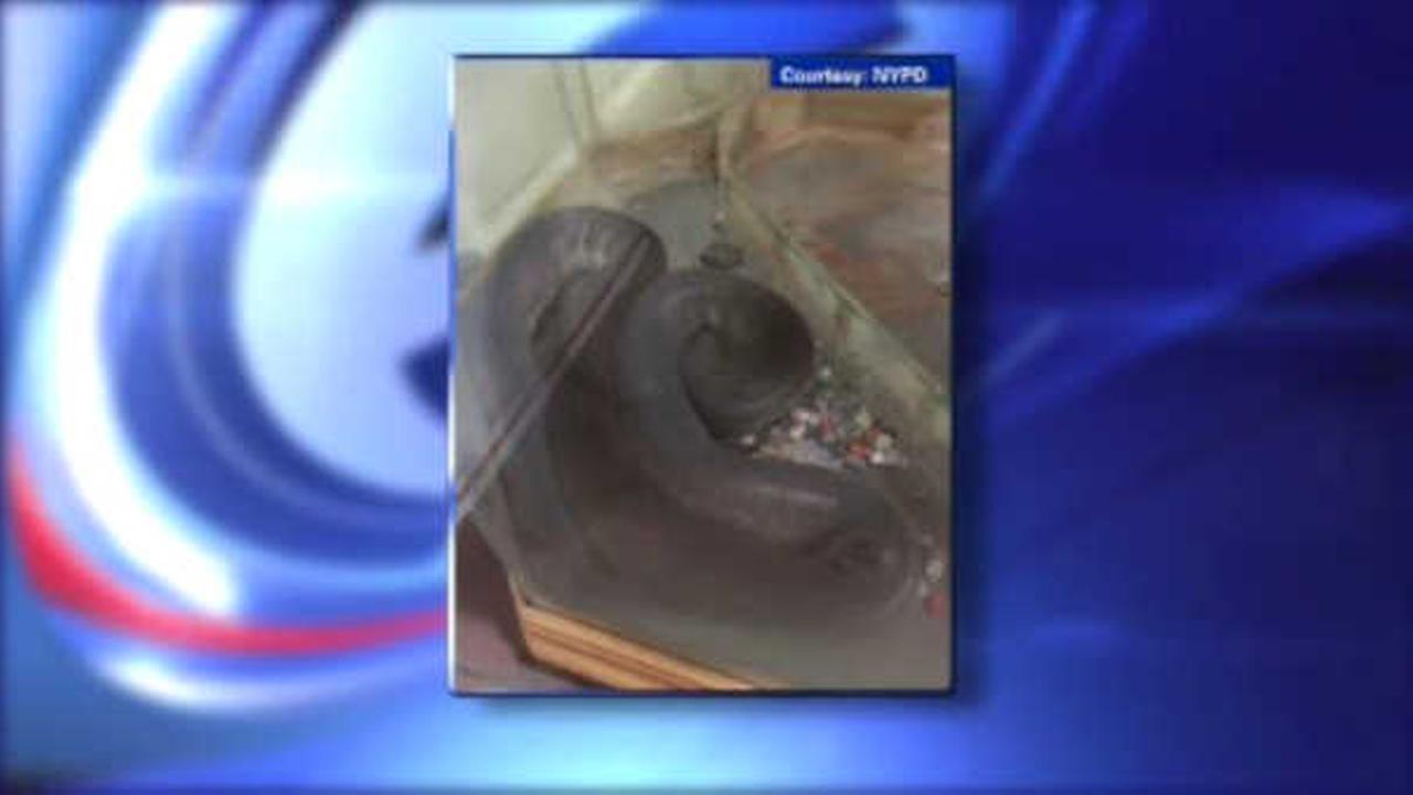 7-foot python found unattended in Queens apartment building