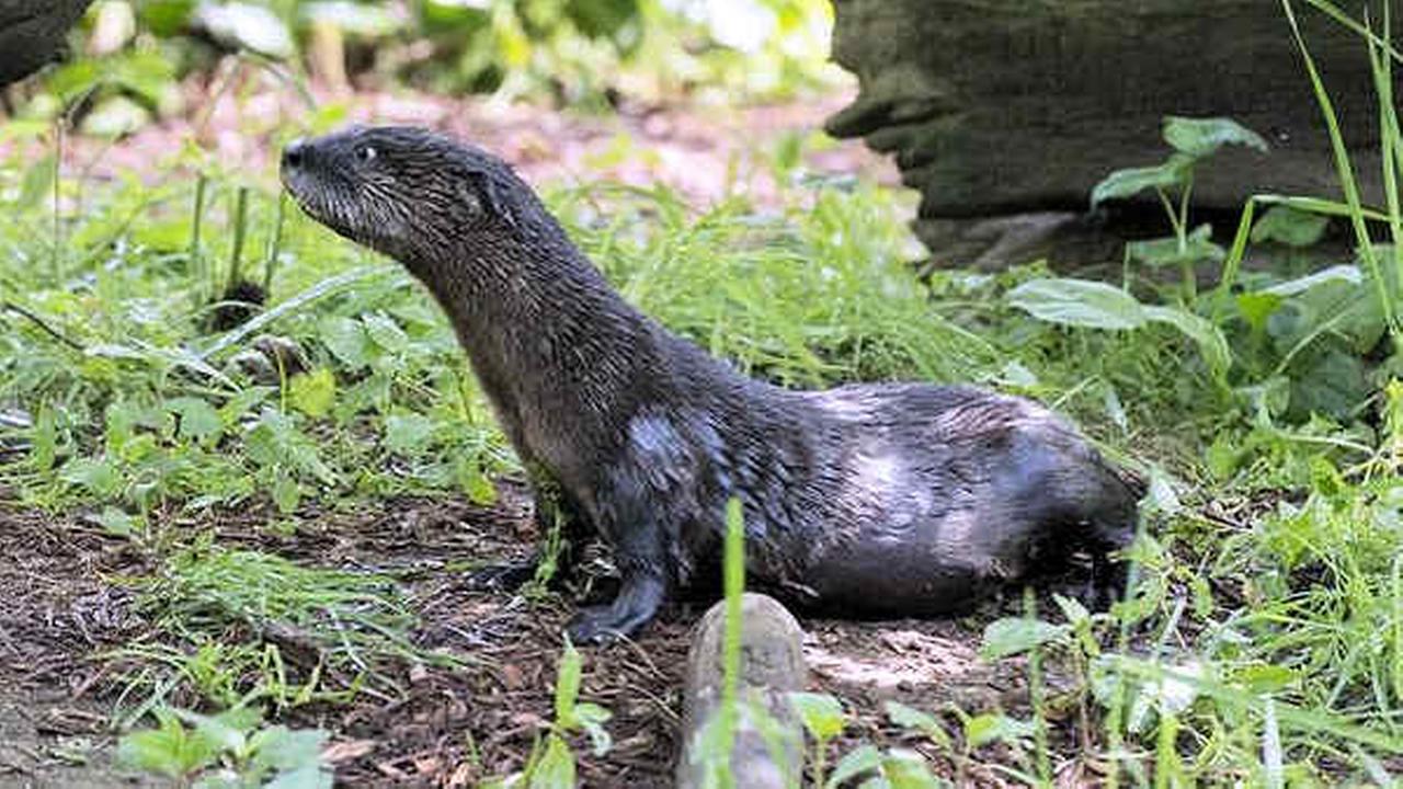 Otter pup makes public debut at NY zoo