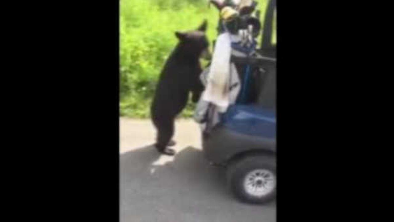 Bear cub interrupts golf game by climbing into golf cart in Alaska - WLS-TV