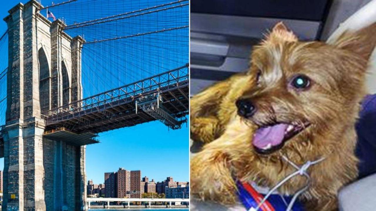 Limo driver saves tiny dog on Brooklyn Bridge