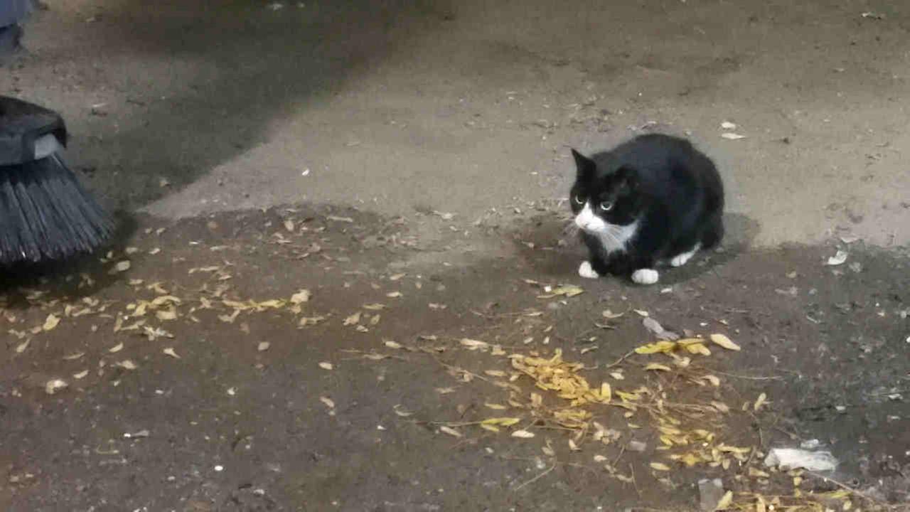 Feral cats deployed in New York City's war on rats