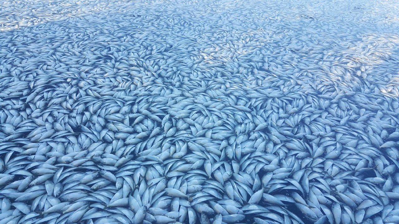 Image result for thousands of dead bunker fish stranded in the Shinnecock Canal on Long Island.