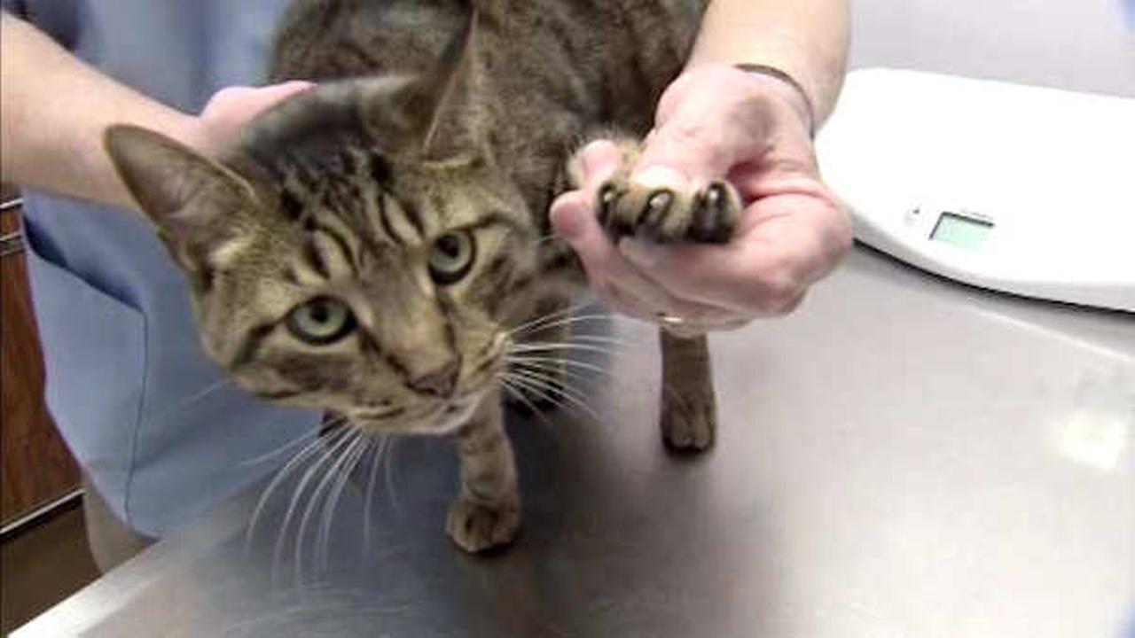 New Jersey could be first state to make declawing cats illegal