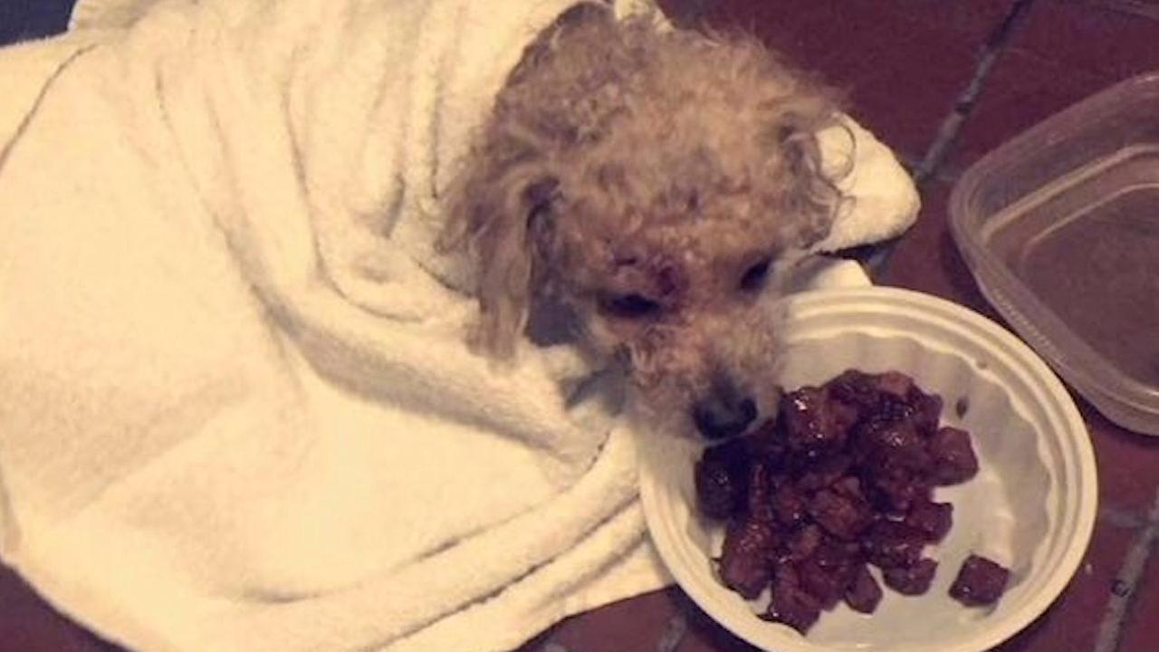 Poodle found in Mount Hope, Bronx, with bruises and broken leg in trash can - WABC-TV