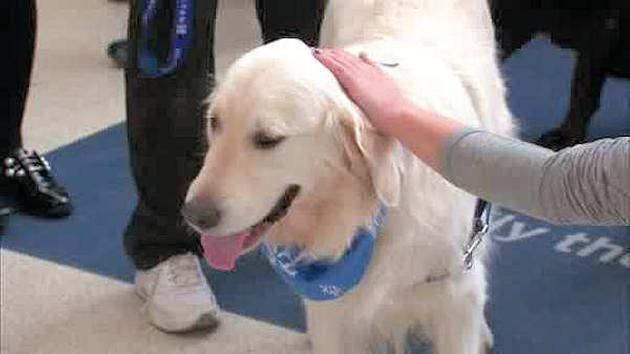 Newark Airport using therapy dogs to de-stress travelers