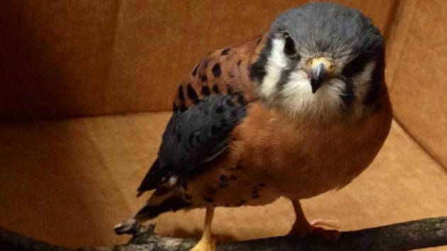 Long Island wildlife center thanks social media for stolen falcon's return