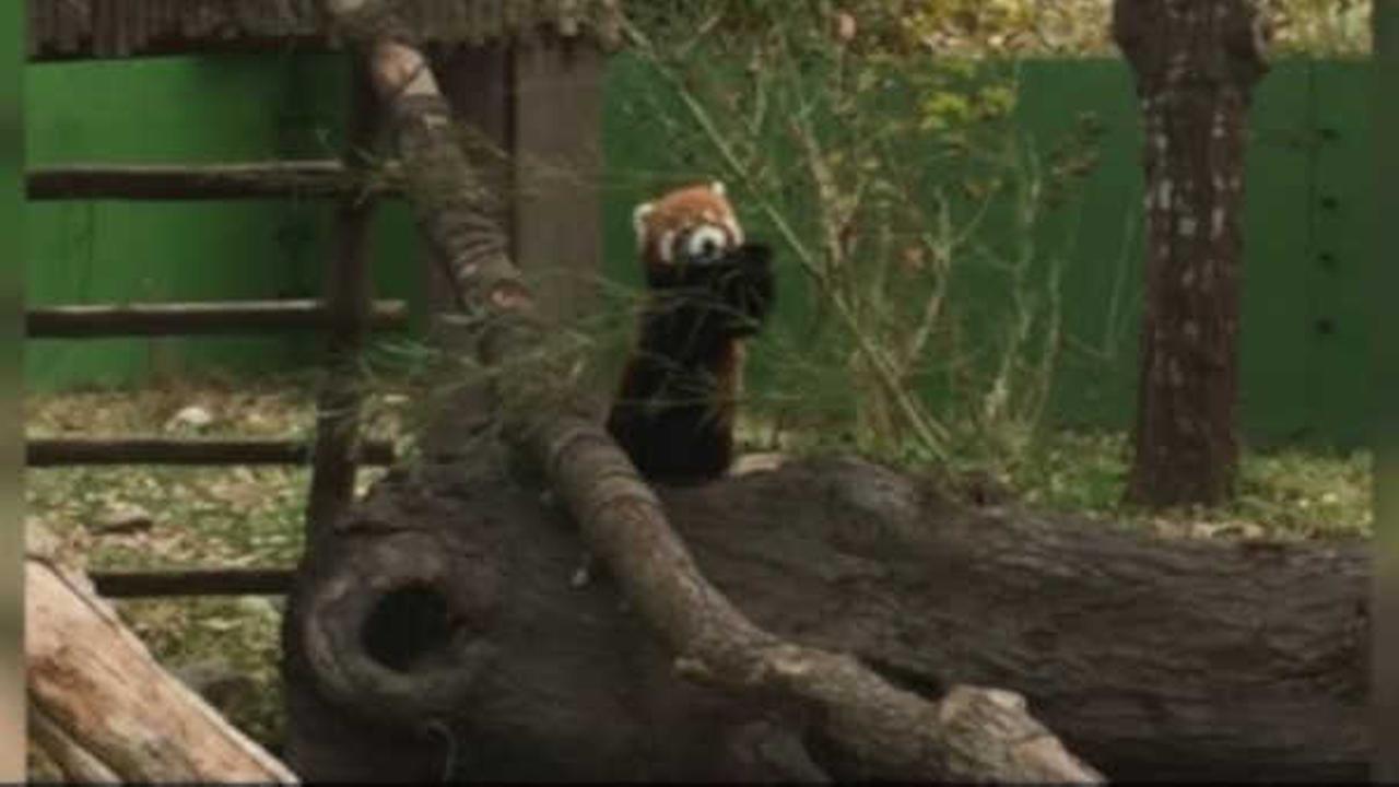Red Panda missing from Virginia Zoo