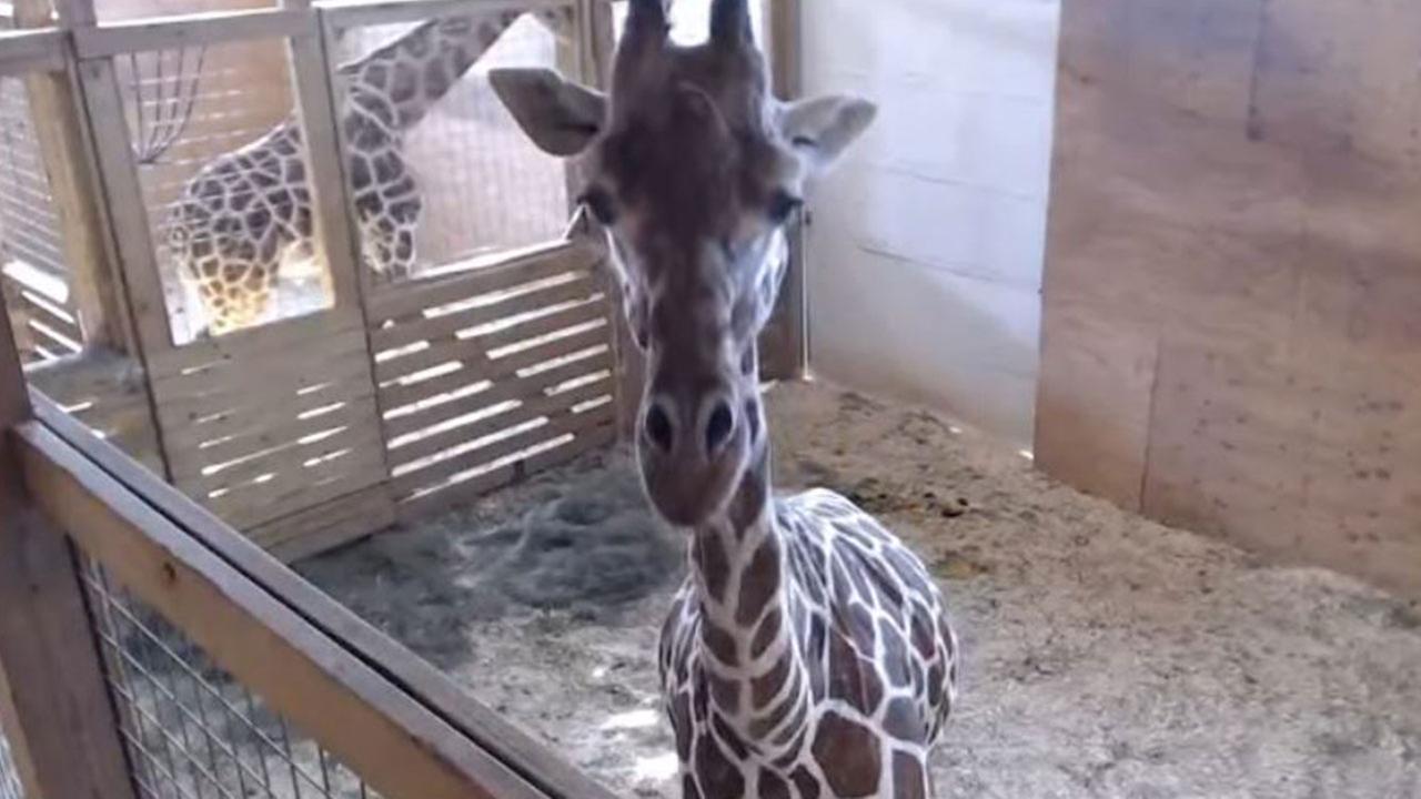 Good news, April fans: 'Giraffe Cam is not gone forever'