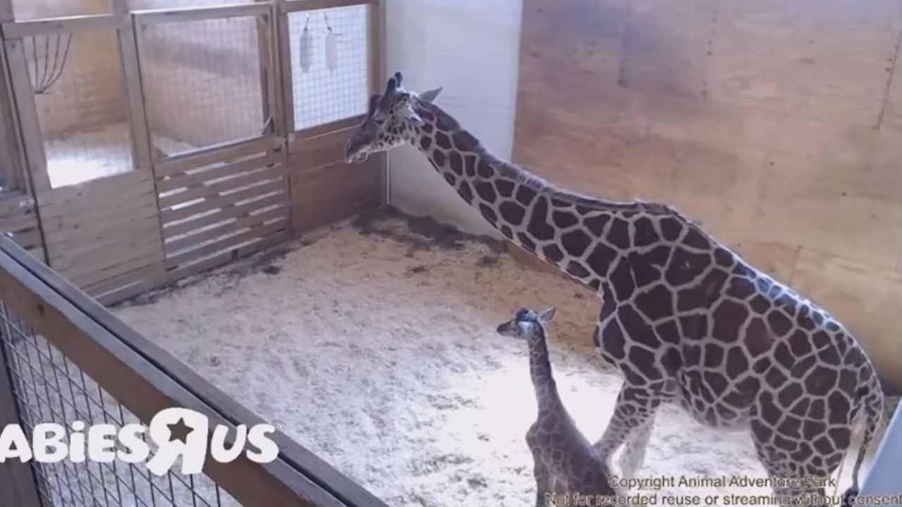 LIVE GIRAFFE CAM: April the Giraffe welcomes a boy calf