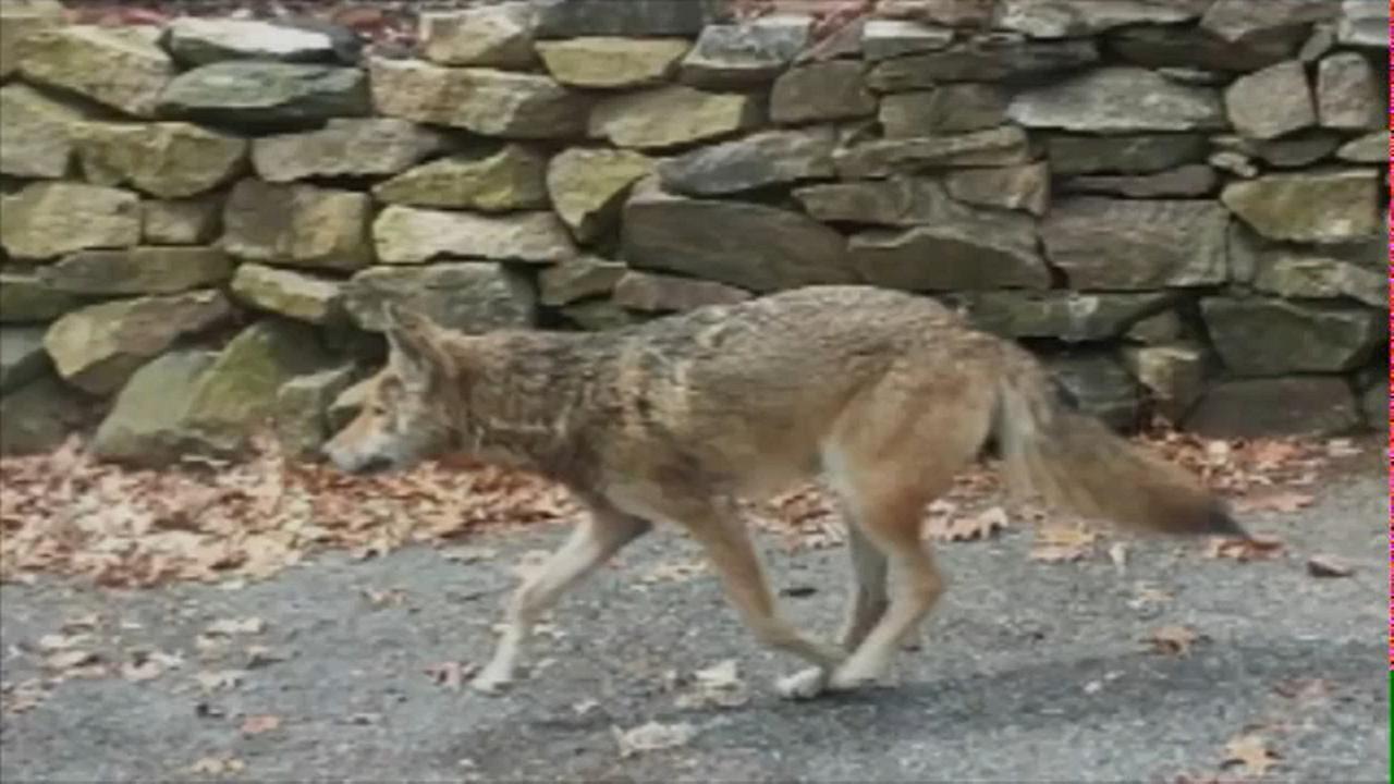 Aggressive Coyote Killed In Westchester County Tests Positive For Rabies