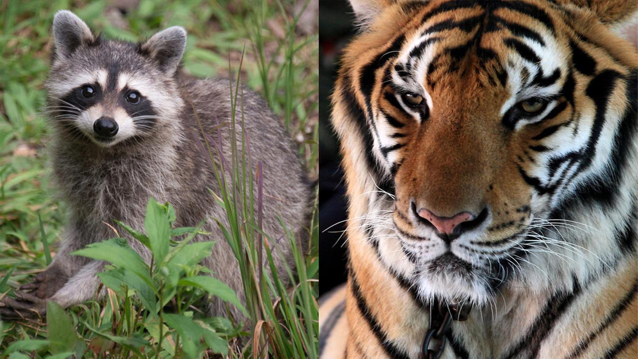 Only In New York City Large Rac Prompts 911 Calls About Tiger Only In New York City Large Rac Prompts 911 Calls About Tiger Roaming Manhattan Street Abc7ny