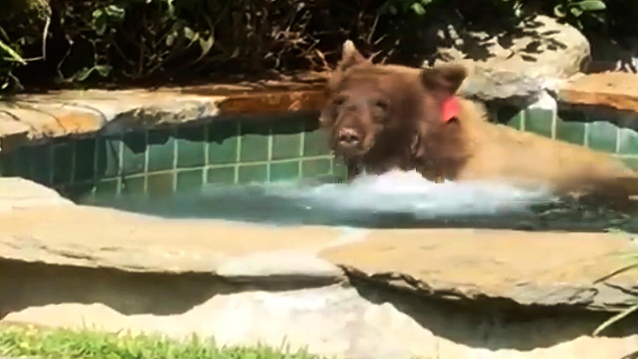 Homeowner catches bear in his hot tub, drinking margaritas