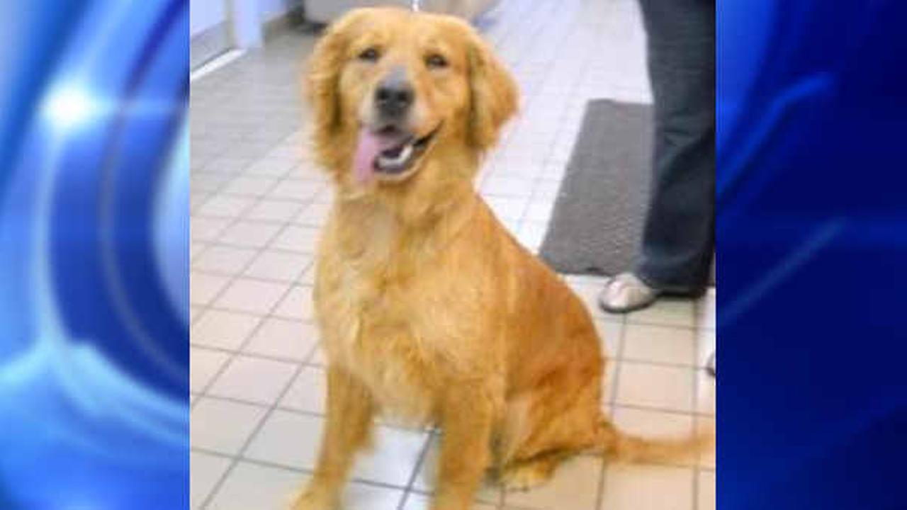 abandoned golden retriever abandoned golden retrievers from turkey arriving at jfk international airport abc7ny abandoned golden retriever abandoned golden retrievers from turkey arriving at jfk international airport abc7ny