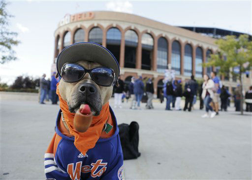 mets dog shirt