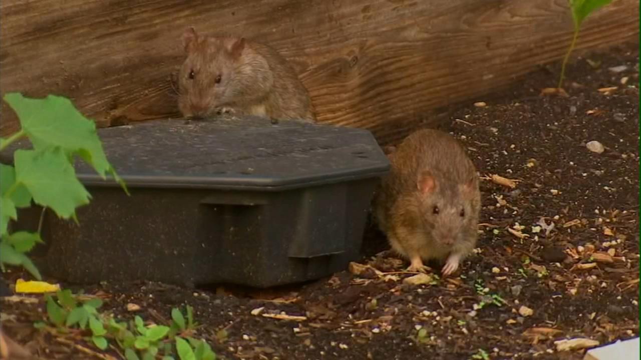 Video Large Rat Drags Bag Of Trash Across Sidewalk In
