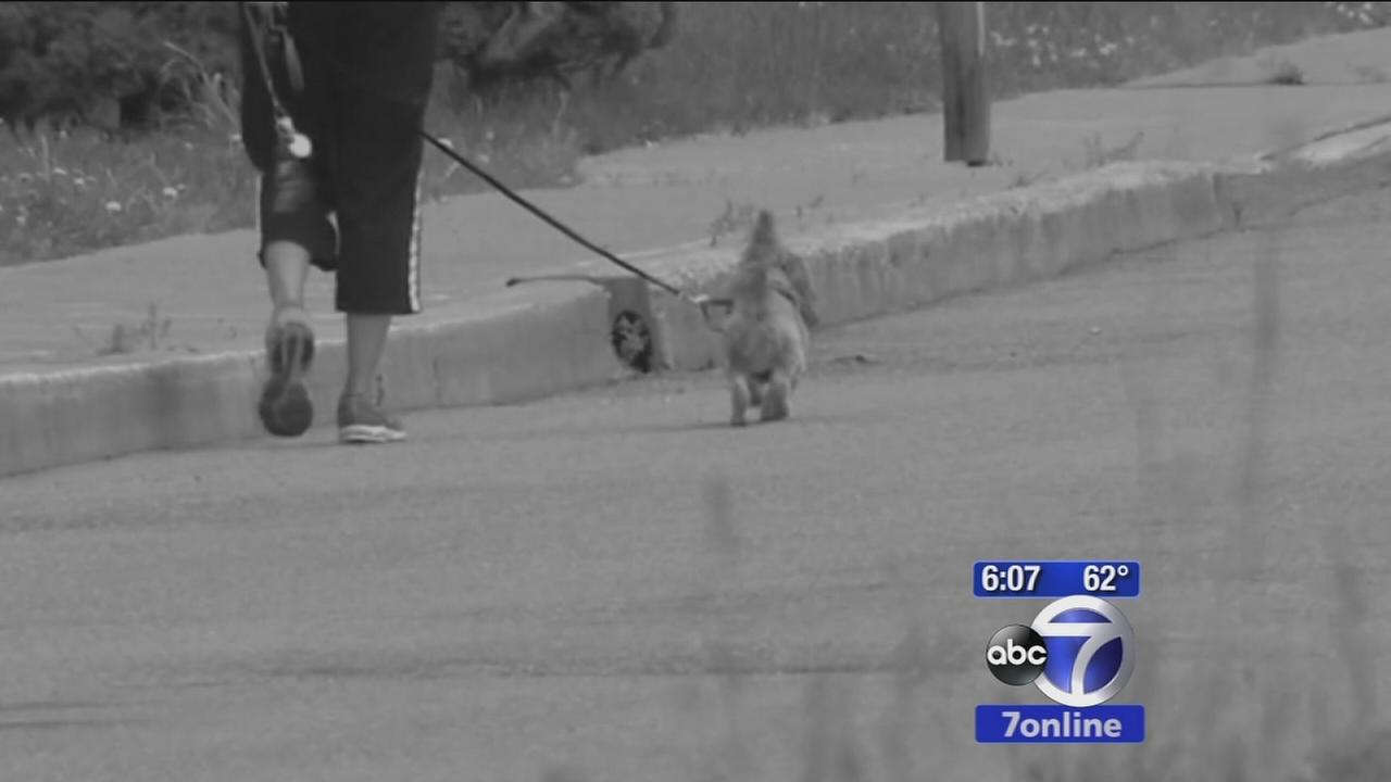 Dog Walking Jobs Long Island Dog Walking Jobs Long Island