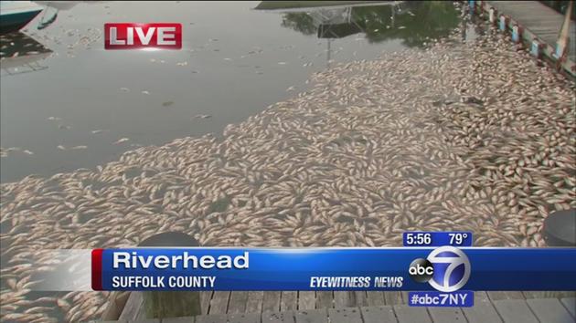 More dead fish wash up to shoreline in Riverhead