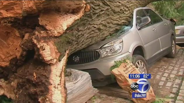 Giant tree comes crashing down on two cars in Summit