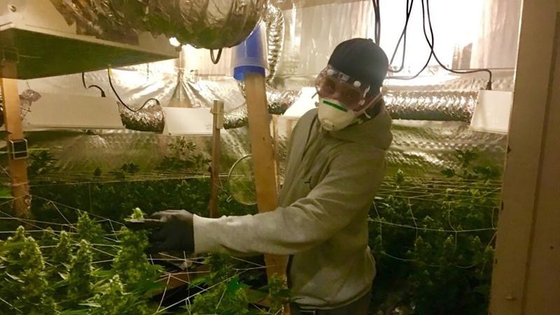 An illegal marijuana grow house was busted in Morris Park.