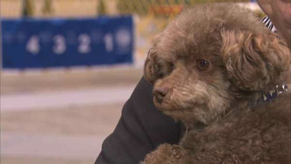 International Cluster of Dog Shows comes to McCormick Place