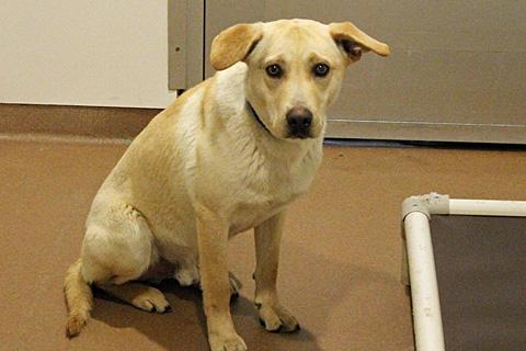 PAWS Chicago cats, dogs ready for adoption | abc7chicago.com