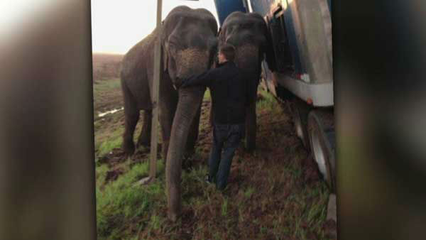 <div class="meta "><span class="caption-text ">Three elephants held up a tractor-trailer stuck on the muddy shoulder of a highway, preventing it from rolling into a ditch in Louisiana. (WLS Photo)</span></div>