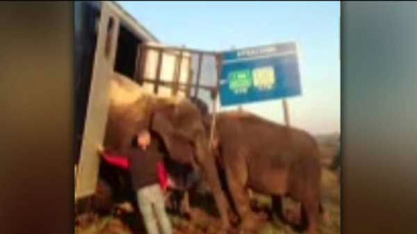 <div class="meta "><span class="caption-text ">Three elephants held up a tractor-trailer stuck on the muddy shoulder of a highway, preventing it from rolling into a ditch in Louisiana. (WLS Photo)</span></div>