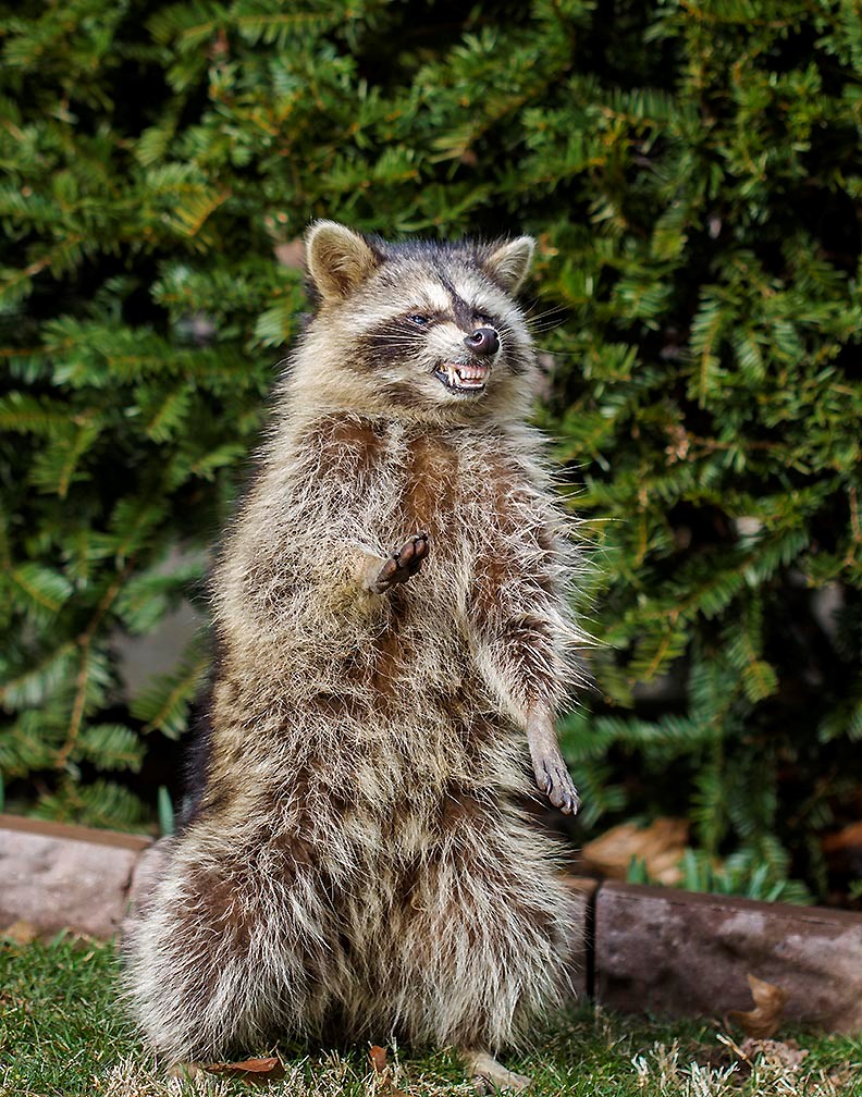 'Zombie raccoons' infected with distemper reported in Ohio ...